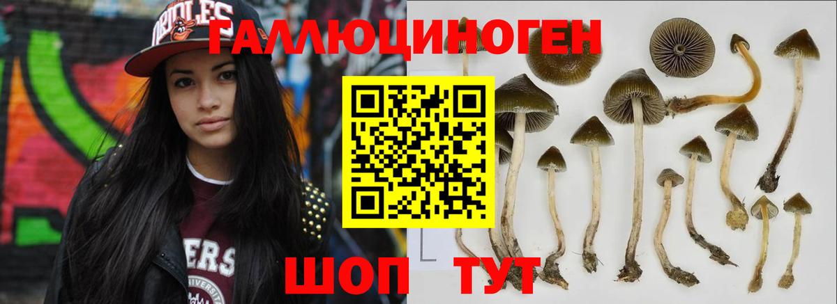 Галлюциногенные грибы Psilocybe Пушкино